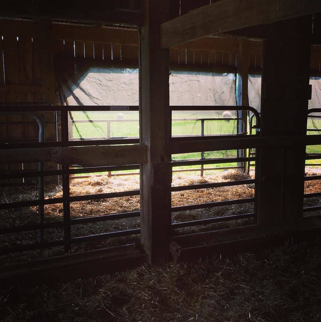 crazysheeplady's tweet photo. Now I can see sheep in the side paddock from the barn aisle! Bullwinkle and Lila. #shouldh… https://t.co/AOn6bG3H6S https://t.co/0nCaizXmpA