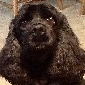 EviesToolEmporium tweet media