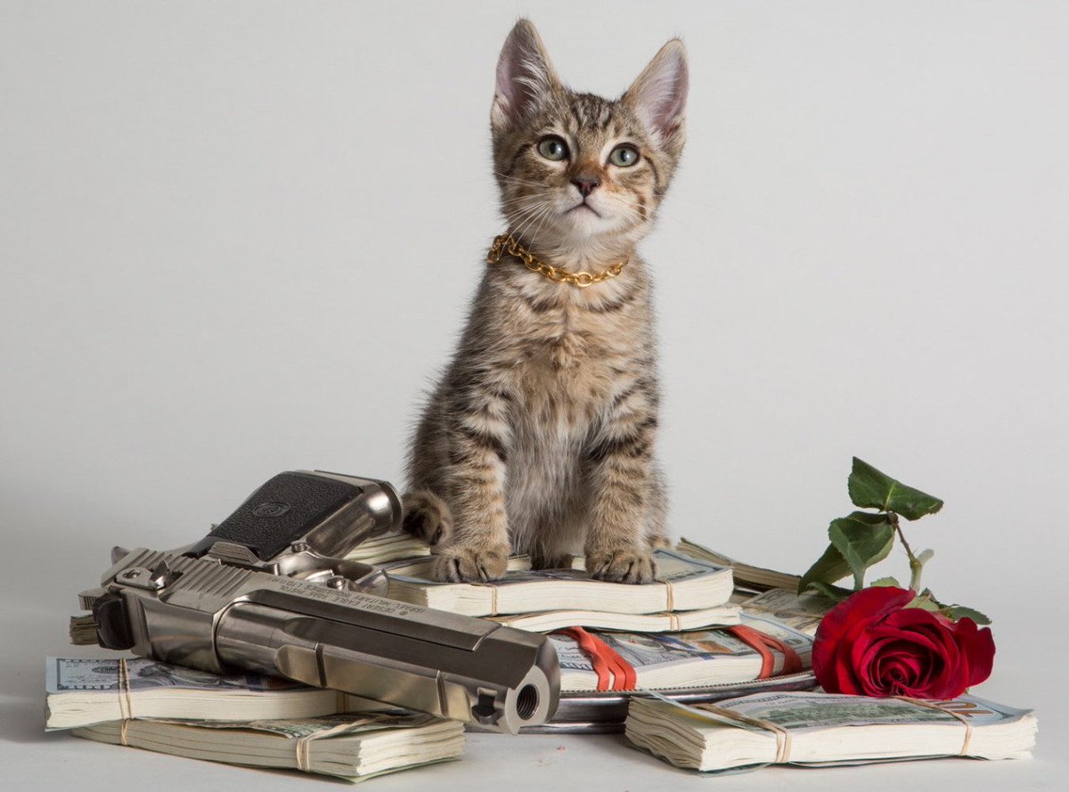 purrivilege's tweet image. ain't no tellin what i'll do