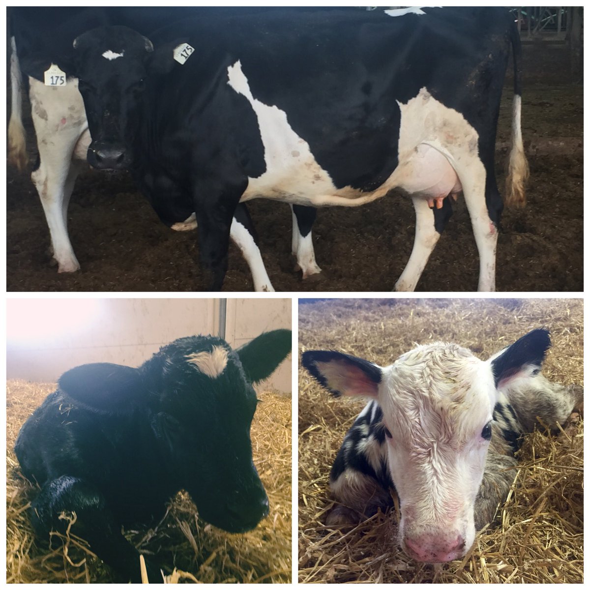 one_oak_farms's tweet photo. #HappyCanadaDay surprise! Early mix twins from our 1st #Imrestor cow, 2 days after 1st dose. Cow & calves doing well https://t.co/5WINkBTFKS