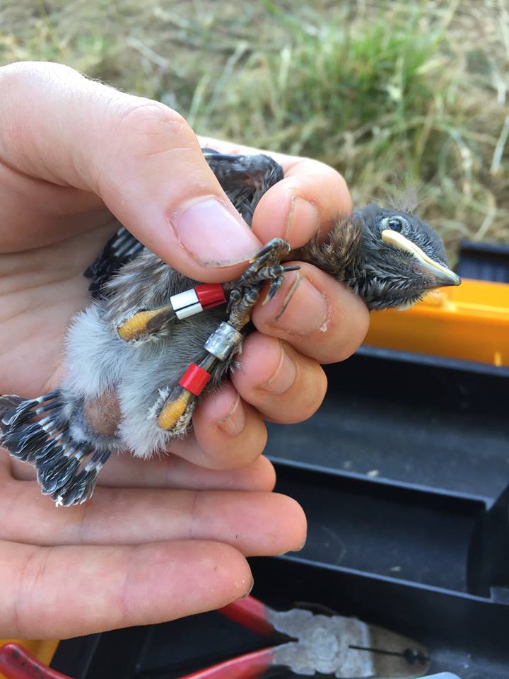 garryoakeco's tweet photo. Happy #CanadaDay from the Bluebird Project - this chick was banded yesterday in Cowichan https://t.co/wvaLXs3s0z