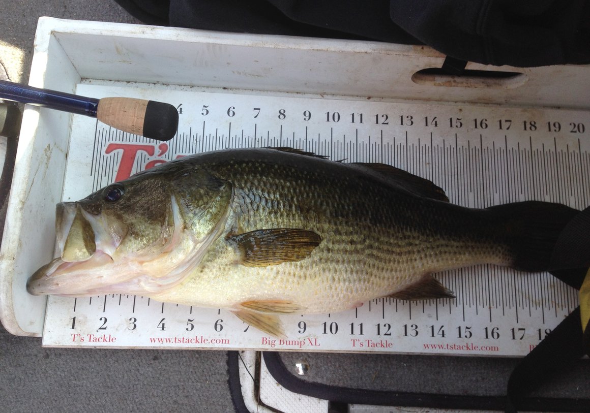 Loving <a href="/StrikeKingLures/">Strike King Lure Co.</a> . Nice bruiser caught and released flipping a <a href="/RageTail/">RageTailLures</a> craw. <a href="/ShowYourCatch/">Show Your Catch</a>