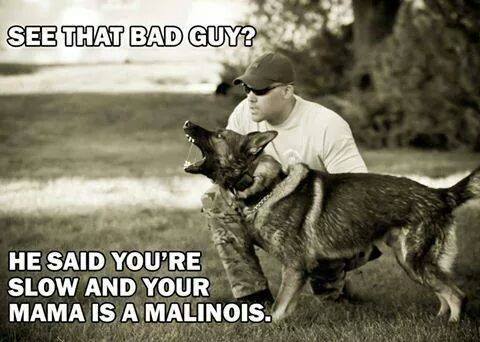 Tango_Down_K9's tweet image. At Tango Down K9, our evaluators&amp;amp;trainers use innovative methods to make the best LE/PPD K9s around! #HardDogFastDog