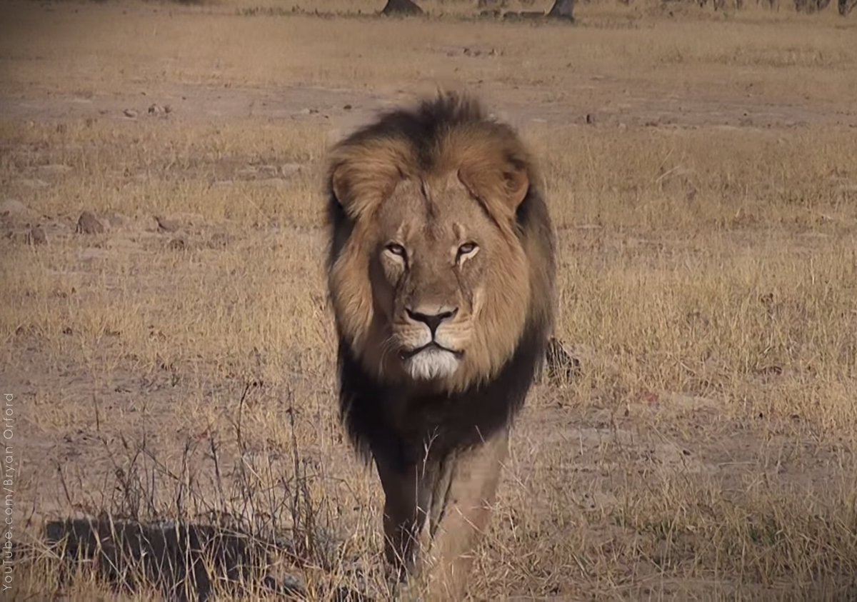 peta's tweet photo. A year ago today, #CecilTheLion was shot &amp; killed for reportedly $55,000, reminding people hunting is cowardice. https://t.co/JrD7MahUJ2