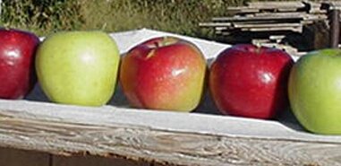 DeepDraftBrew's tweet image. Come by for an Apple Ale - pressed just for us from Palisade, Colorado apples!