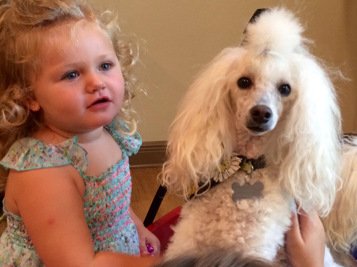 Miss Tallulah Jane is a "magical poodle!"  Meet her on <a href="/weartv/">WEAR ABC 3</a> <a href="/WEARtristan/">Tristan Turner</a> #RonaldMcDonald #House #Pensacola #dogs