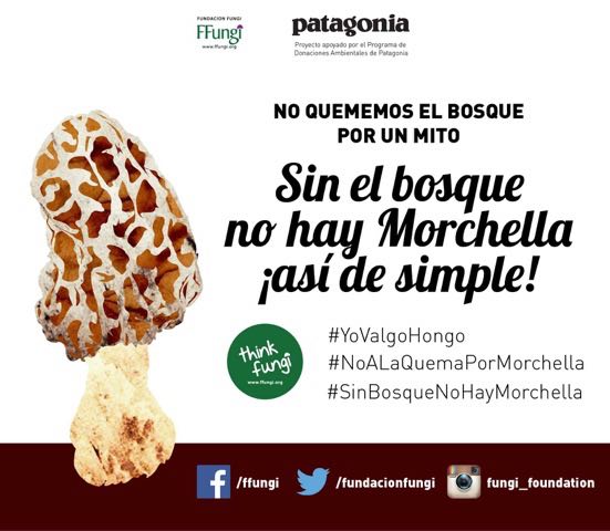 Fungi Foundation tweet media