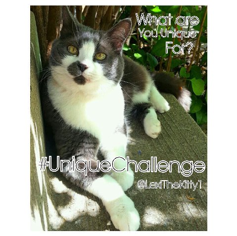 LexiTheKitty1's tweet photo. #UniqueChallenge
Im Unique because of my changing eye color and Lovely patterns. 
@Minatabbykitty 
@CoolChloee https://t.co/ChY8twNp0L