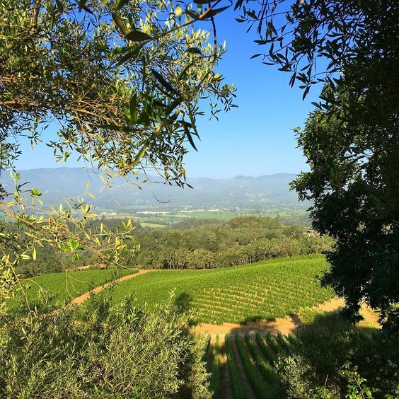 Now this is a #NapaValley view we could get used to <a href="/Merryvale/">Merryvale Vineyards</a> bit.ly/Merryvale