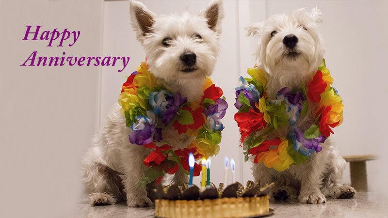 freekoreandogs's tweet photo. Happy Birthday, Free Korean Dogs!
https://t.co/txQbCrWOsc…/ https://t.co/qCaLcGhIeQ