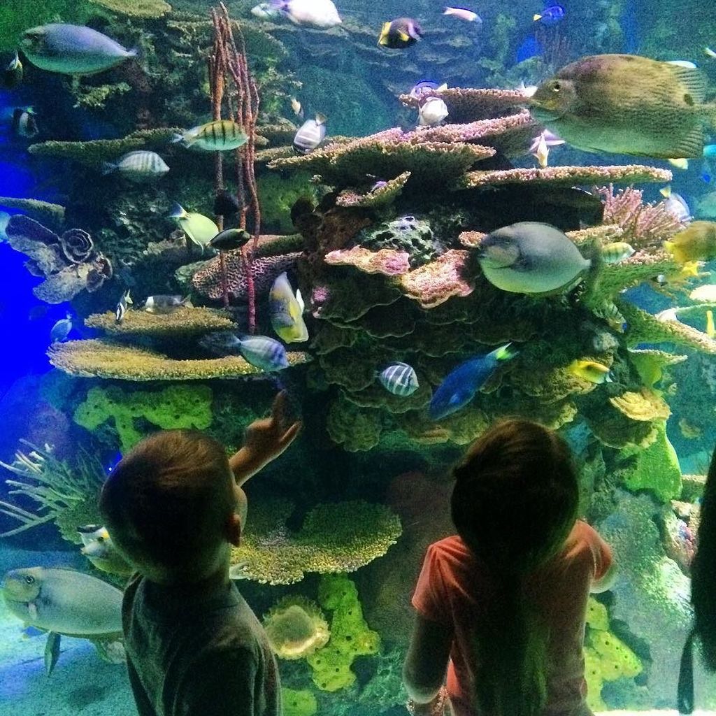 We found #DORY at the Ripley's Aquarium!!!#FindingDory obsessed 😍 ift.tt/29bJavh