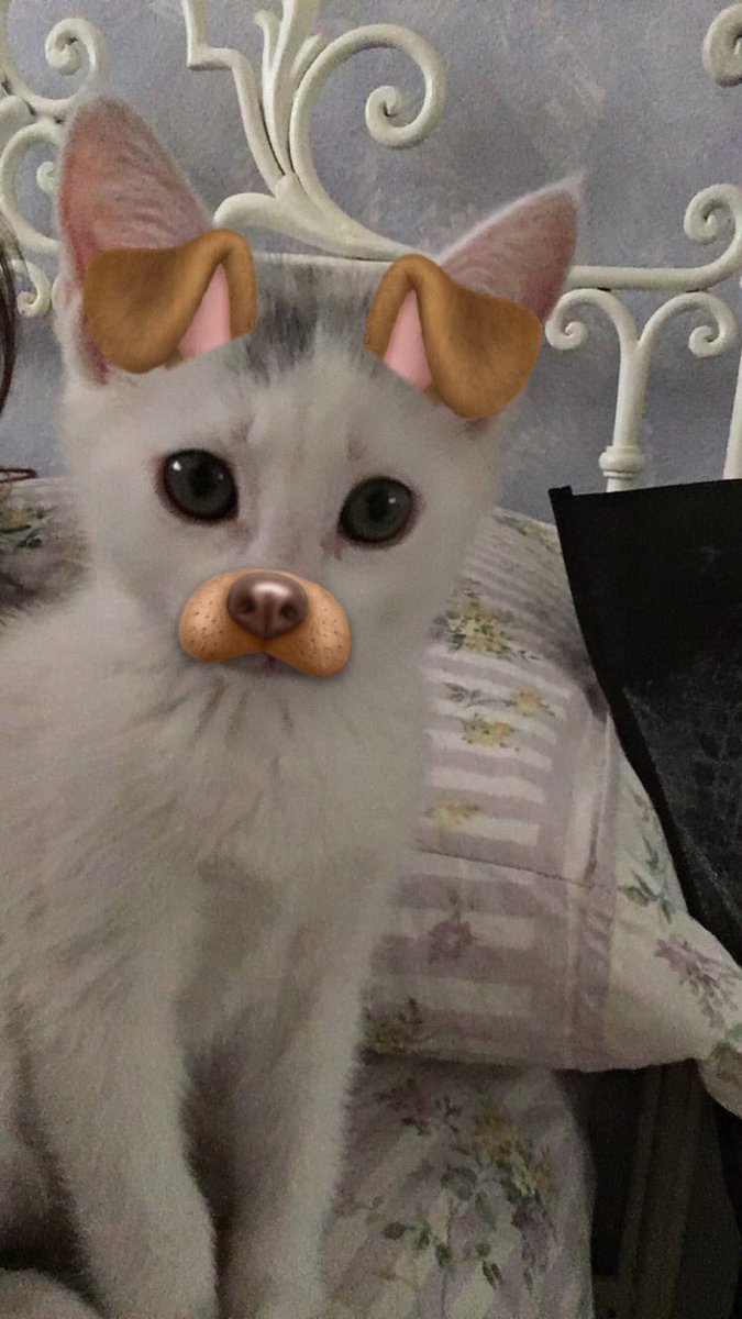 jesssicakrieg's tweet photo. What a cutie https://t.co/h2309ihb3T