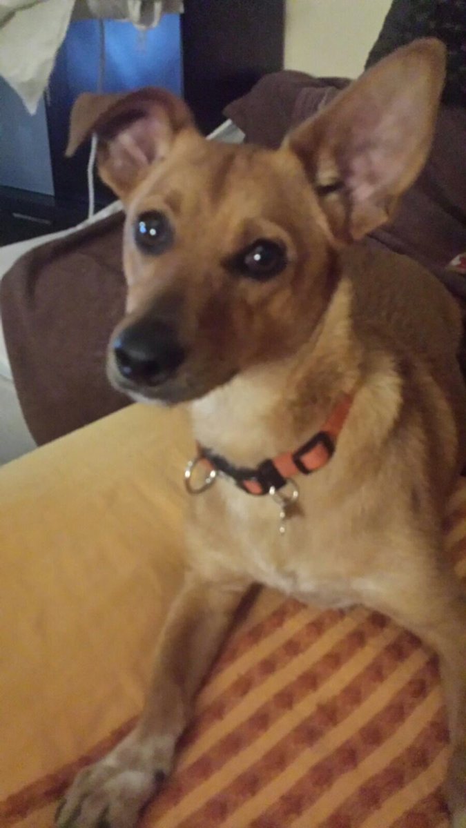 David Fernandez tweet media