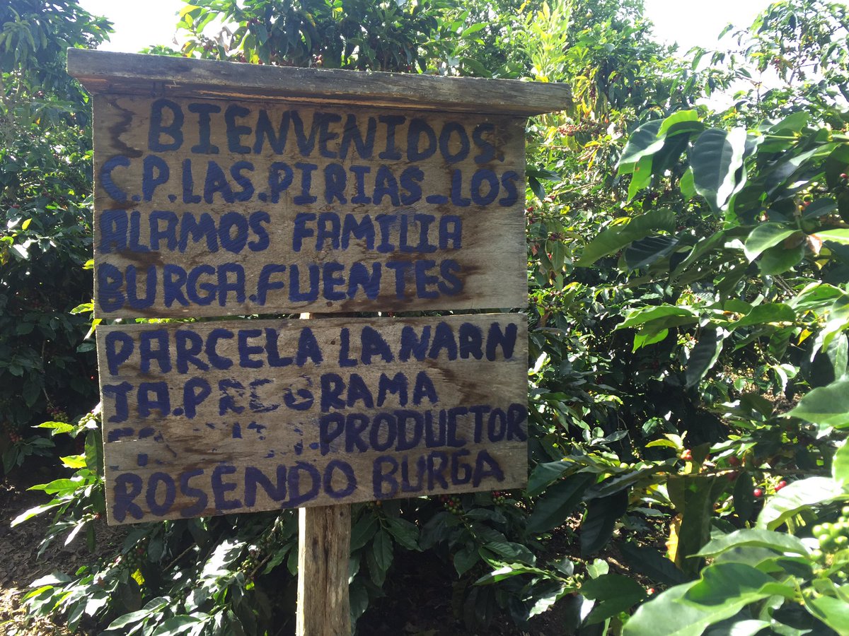angelgno's tweet photo. Parcela La Naranja #MikelCoffee #CafesEspeciales https://t.co/lwTKHFYMl8