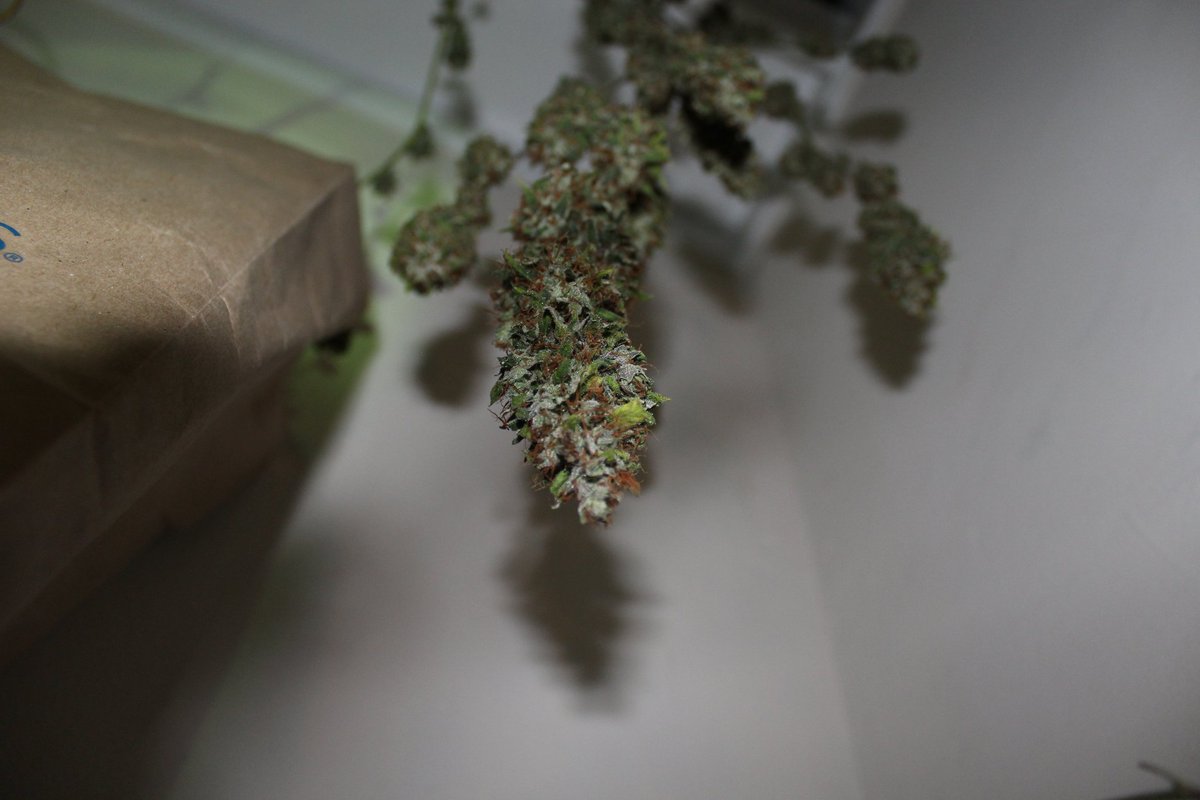 CannaBusDC's tweet photo. #homegrown #prettyflowers #cannabis #dcgrow https://t.co/5ATqQEZrjA