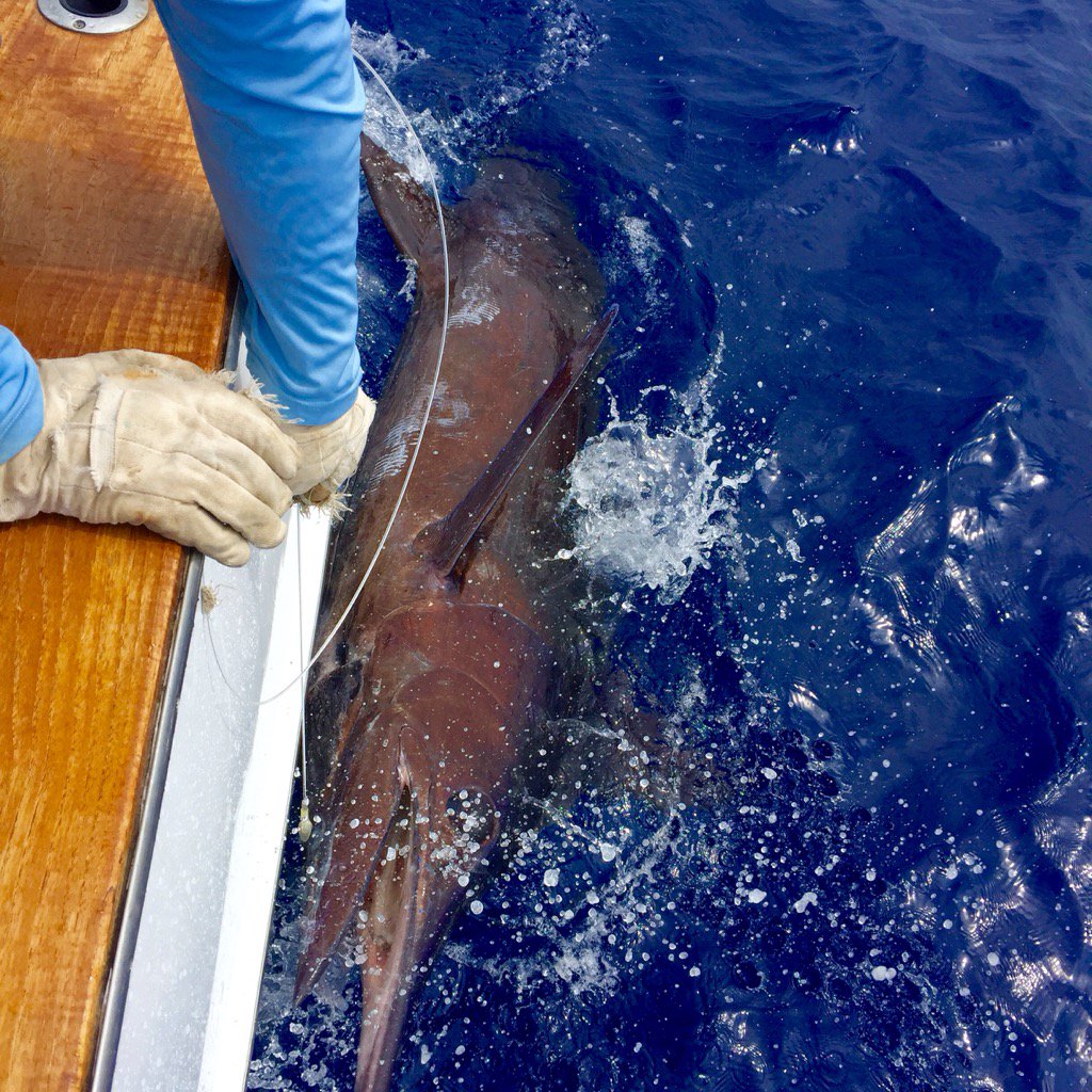 Just tagged a 500# blue marlin!