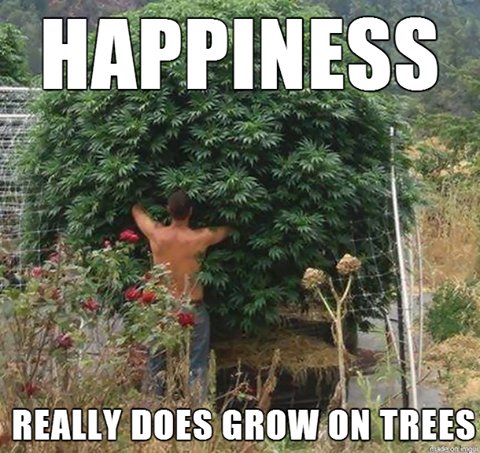 DGS_USA's tweet photo. Happiness really does grow on trees! LOL!

#weed #marijuana #hightimes https://t.co/fM86u4EMSh