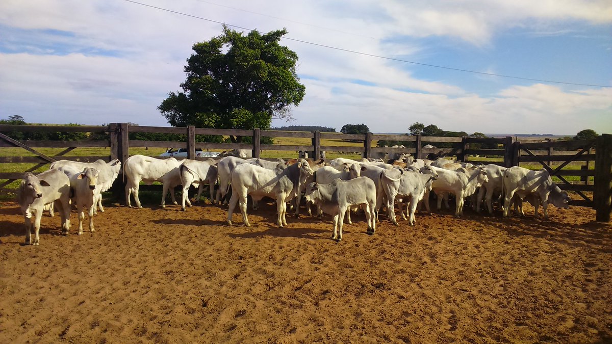NeloreMK's tweet photo. O sucesso anda ao lado de quem trabalha focado! https://t.co/GBwvOnqY30 https://t.co/wfHyBRfgNW