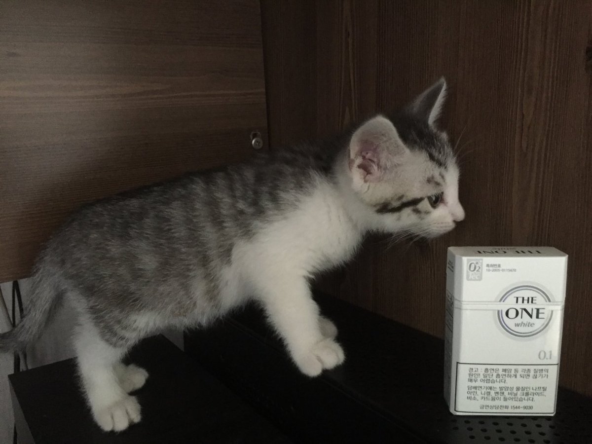 Harumarx's tweet image. 후추 처음왔을 때,
라떼랑 후추랑 크기 비교 ㅋㅋ
 #Tweetch #cat