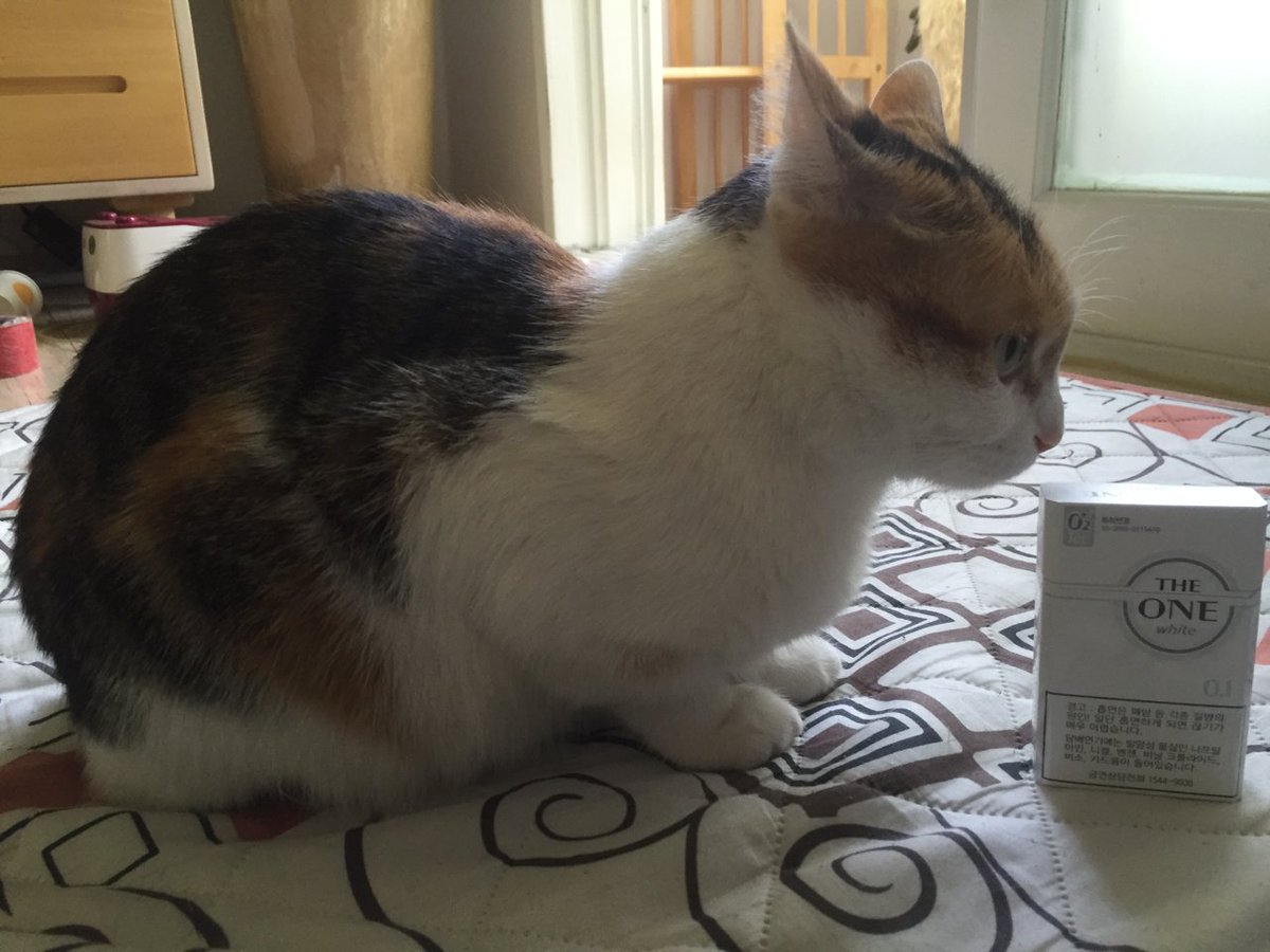 Harumarx's tweet image. 후추 처음왔을 때,
라떼랑 후추랑 크기 비교 ㅋㅋ
 #Tweetch #cat