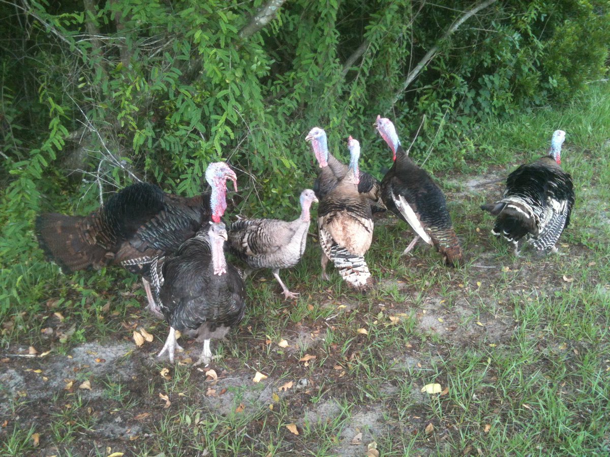 crowdfundafarm's tweet photo. we'd like to get more gobblers!! https://t.co/Koft5YwNwG