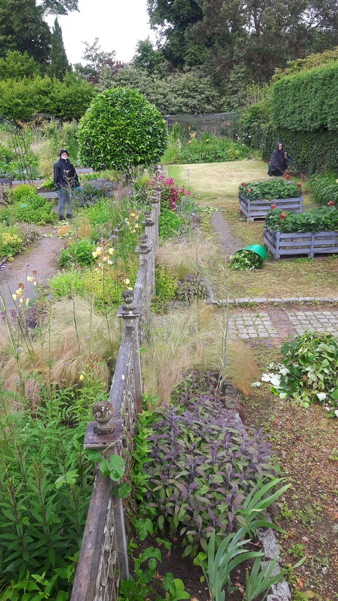 AmandaRutkowsk2's tweet photo. My volunteers working to get our garden ready for the start of show week #HamptonCourtPalace #klcschoolofdesign https://t.co/k5Y0ysS87w