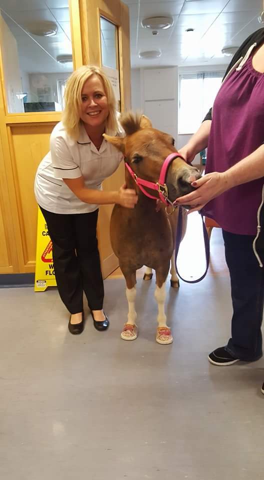 summerthehorse's tweet photo. Summer had a great visit to the ulster hospital today.. Lots of selfies and smiles from patients and staff https://t.co/uY3IgKezc1