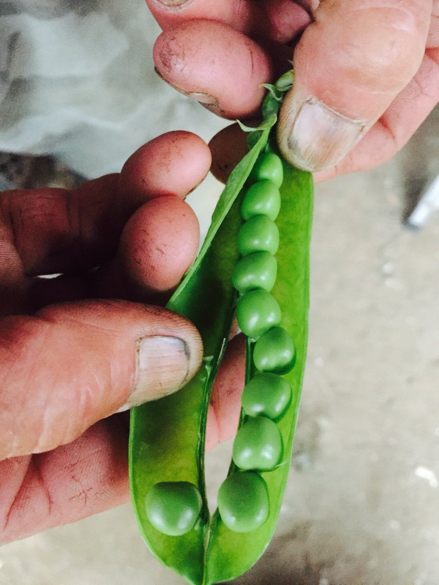 #theperfectpea #10peasinapod #englishpeas