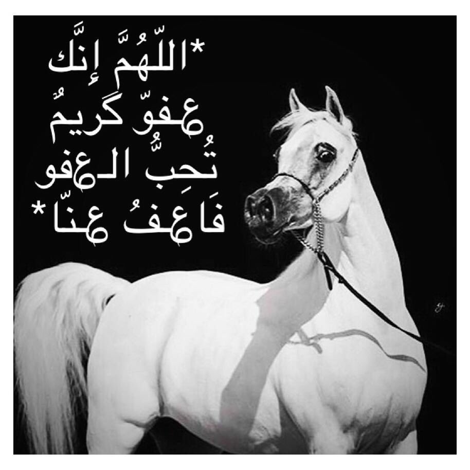 رددوا💬:                                                                 
- اللهم انك عفو كريم  تحب العفو فاعفُ عنا