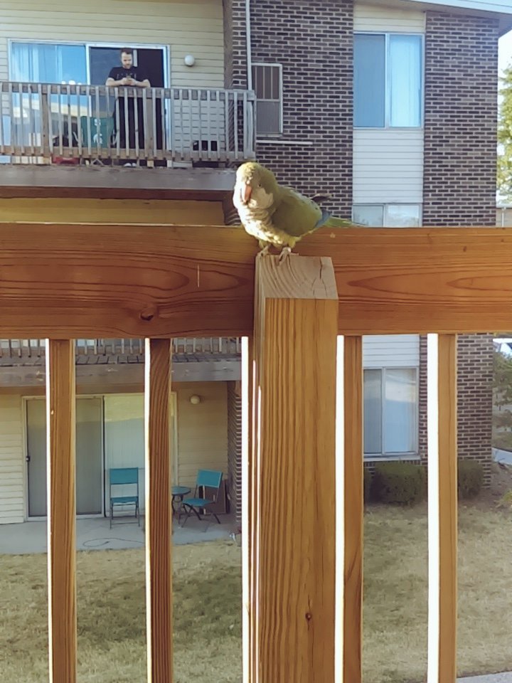 DauntlessQvng's tweet photo. They say when birds around you that means you have good energy ๐๐ฏ #blessup #greatlifegang #iamQing https://t.co/j5dazdcf2c