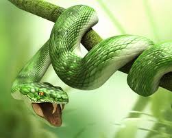 Virei serpente, os coelhos que se cuidem rsrsrsrs <a href="/numbervishnu/">Oito</a> <a href="/BernieFour/">BK</a>