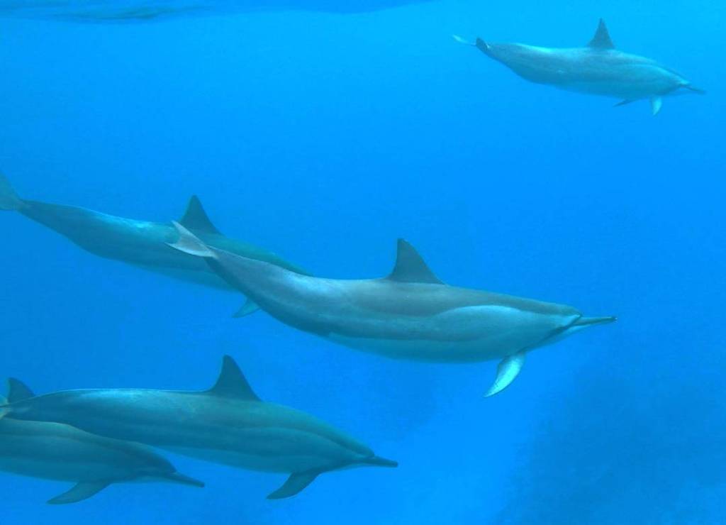 scenicstates's tweet photo. Should you #swim with #dolphins in #kona #hawaii ? New article on the #blog to help you decide. ScenicState… https://t.co/vjjHcsGYUR