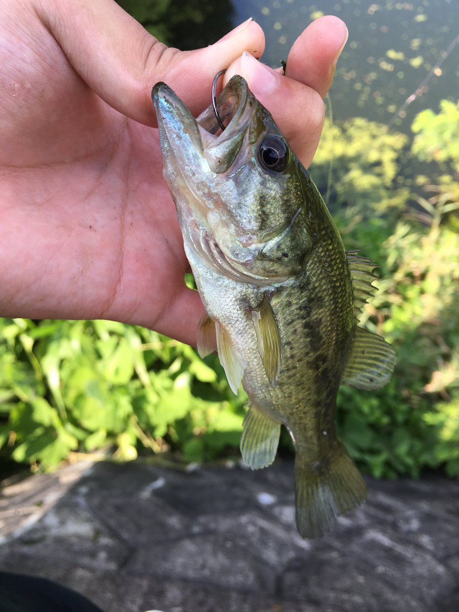 ただの釣りバカ Twitterissa 久しぶりにバス釣りに行ってきました 結果はまさかの45アップ二本w 一本目はドライブシャッド4 5で 二本目はドライブシュリンプ3のネコリグしかも サイトで釣れましたw 初心者の友達にも小バスが釣れてよかったです