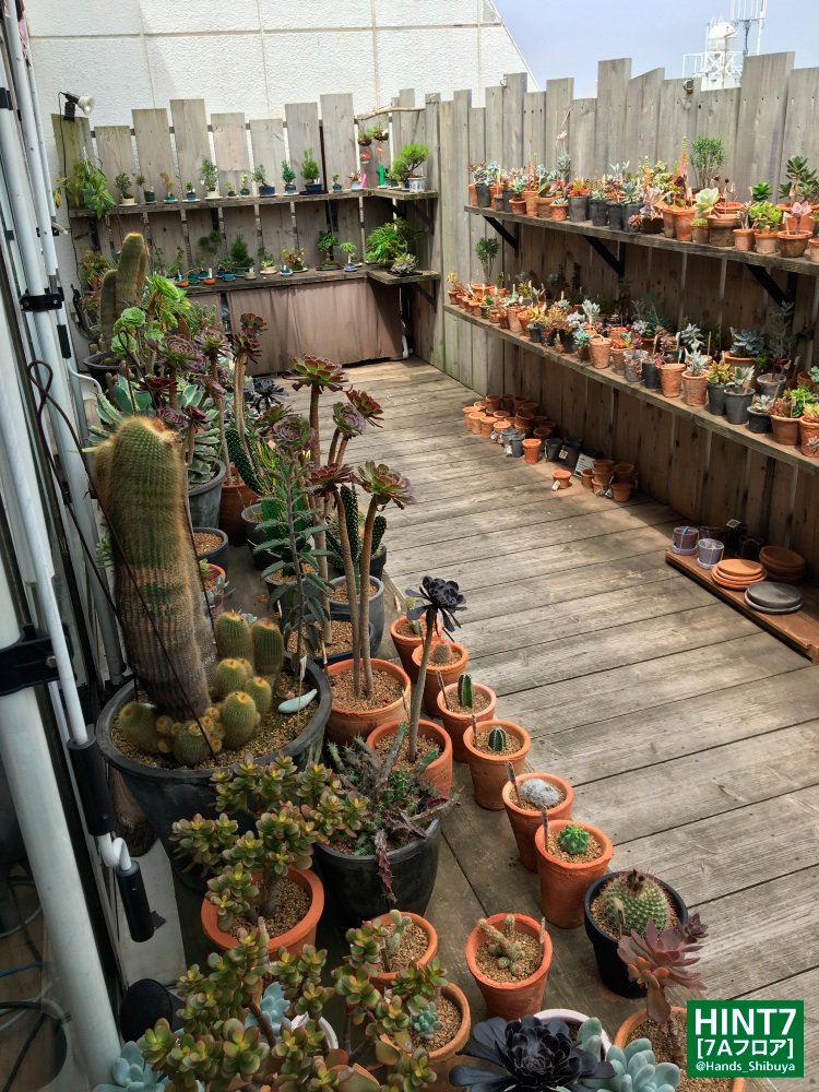 東急ハンズ渋谷店 おはようございます 7 2 土 東急ハンズ渋谷 店 開店いたしました 本日は夜21時までの営業です ただいまポイント5倍キャンペーン中です 皆さまのご来店お待ちしております 画像は7aのちょっと毛虫っぽい サボテン 東急ハンズ渋谷店