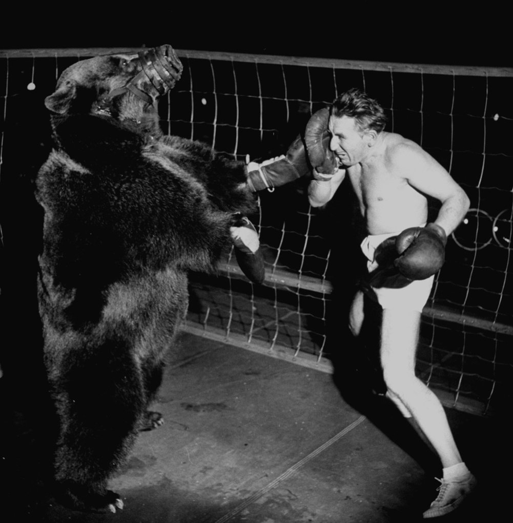 Bear versus human