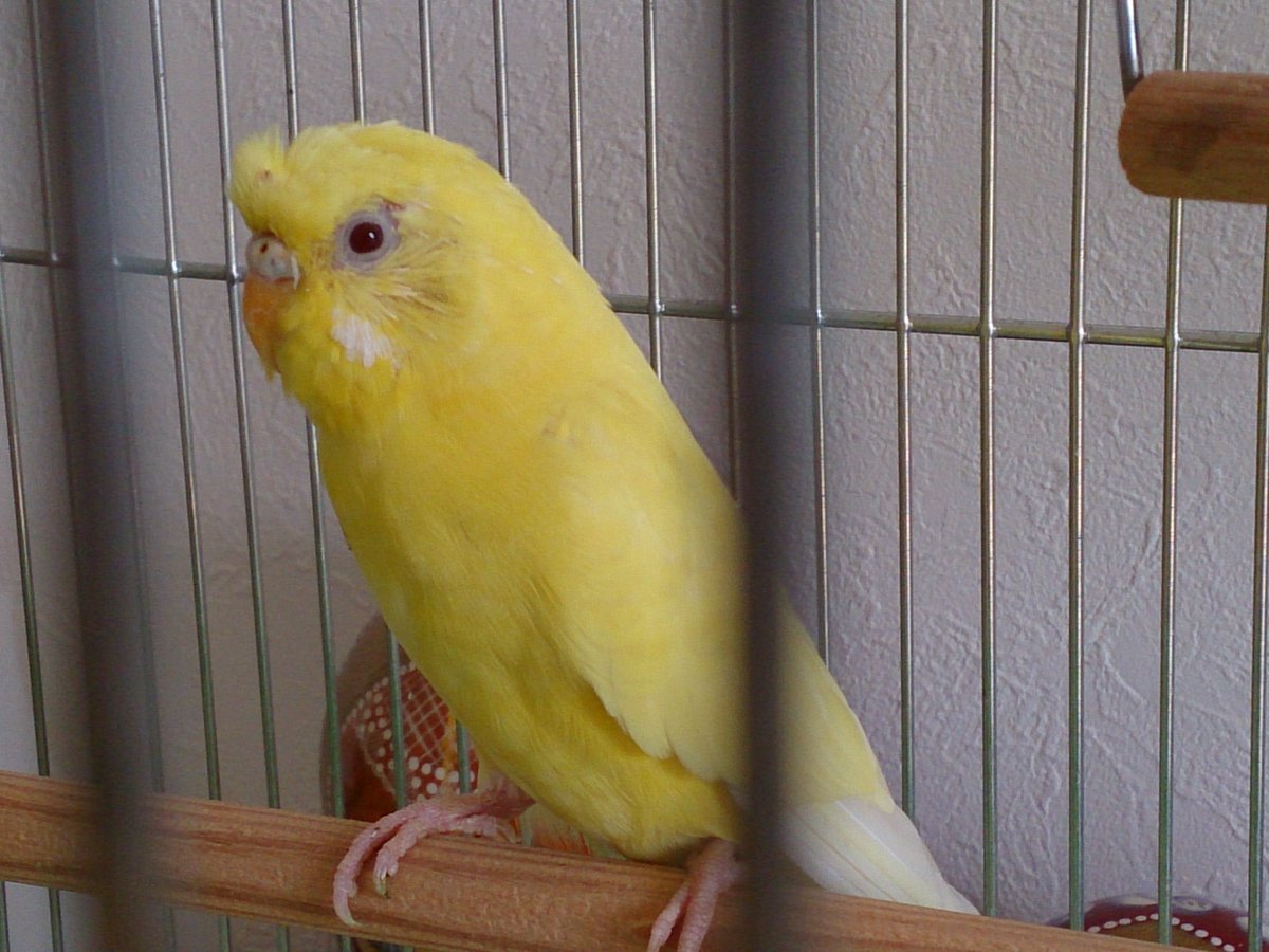 sanae_1029's tweet photo. 昨日、江東区で迷子のセキセイインコを保護しました。黄色で赤目のルチノーのようです。お心当たりの方はご連絡ください。 https://t.co/l2dKE3tu8R