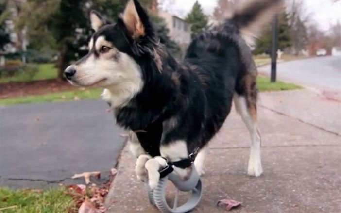 Wedo3Dprint's tweet photo. Estos animales han mejorado su vida gracias a la impresión 3d, ¡descubre cómo!
#wedo3d #3d

https://t.co/RRy7eI4rZk https://t.co/KSYmRNsybm