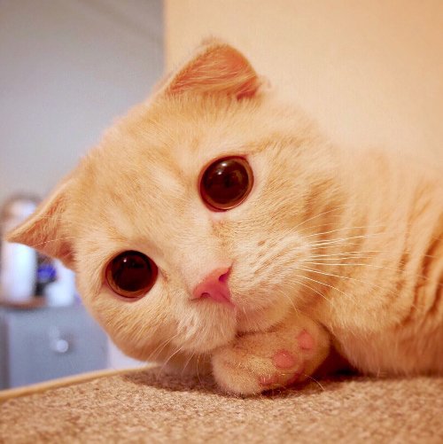 fashionpressnet's tweet photo. 「ねこ休み展 夏 2016」浅草橋で開催 - SNS界のスター猫の写真展、日本橋高島屋で総集編も https://t.co/azqIVb9iYH https://t.co/vyJBgonX7J