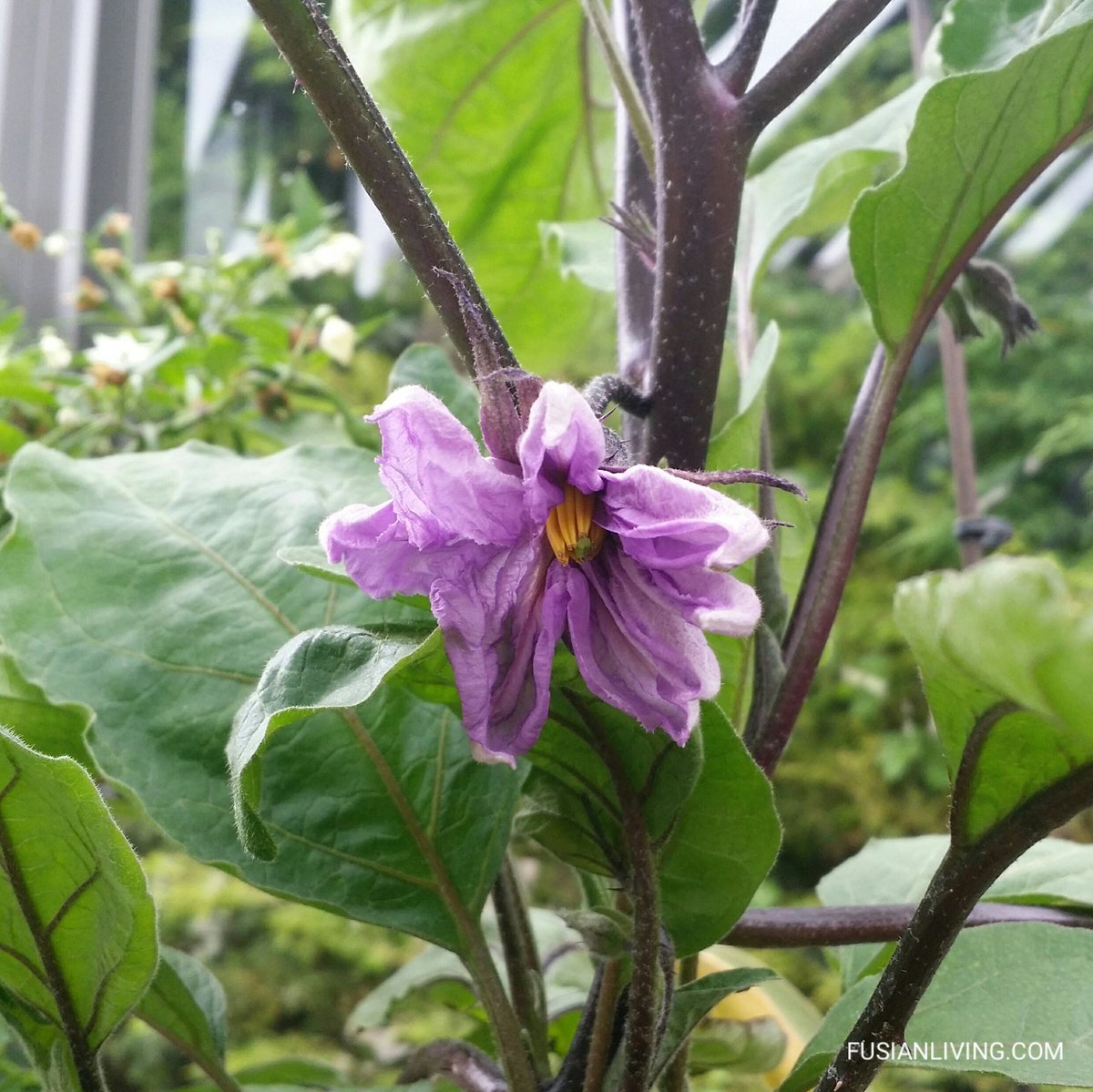 Anyone else pinching off excess flowers on their aubergines? A shame but has to be done.. #greenhouse #growyourown