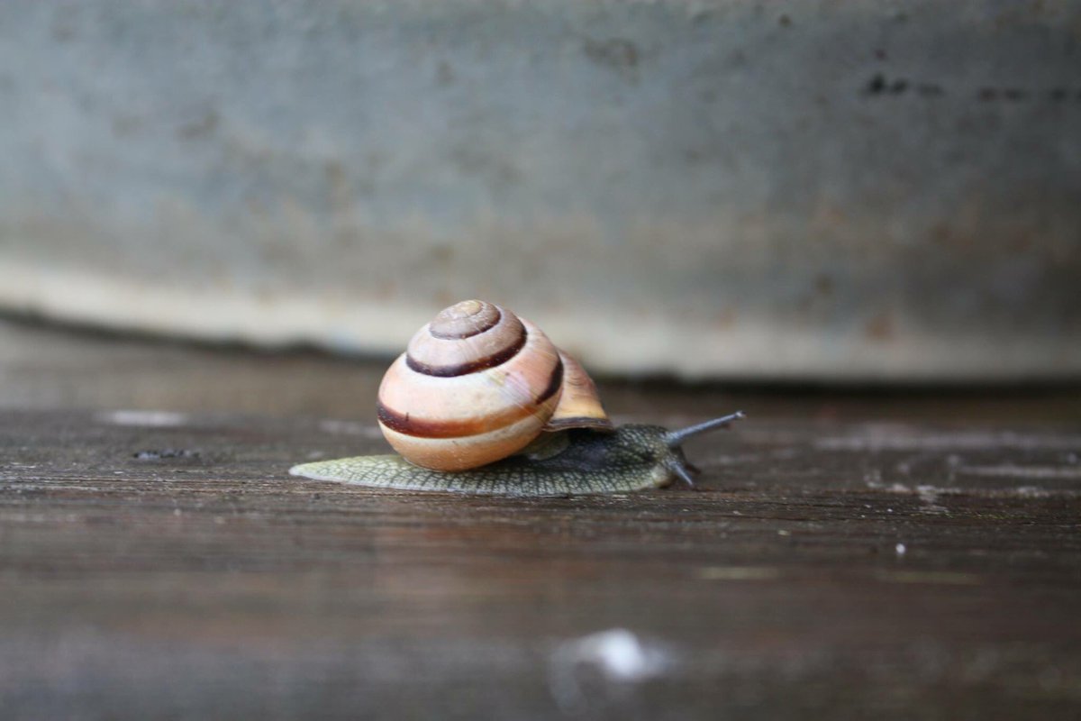 bentmediacorp's tweet photo. #snailseyeview #onallfours #getbent https://t.co/mwVt5dT78A