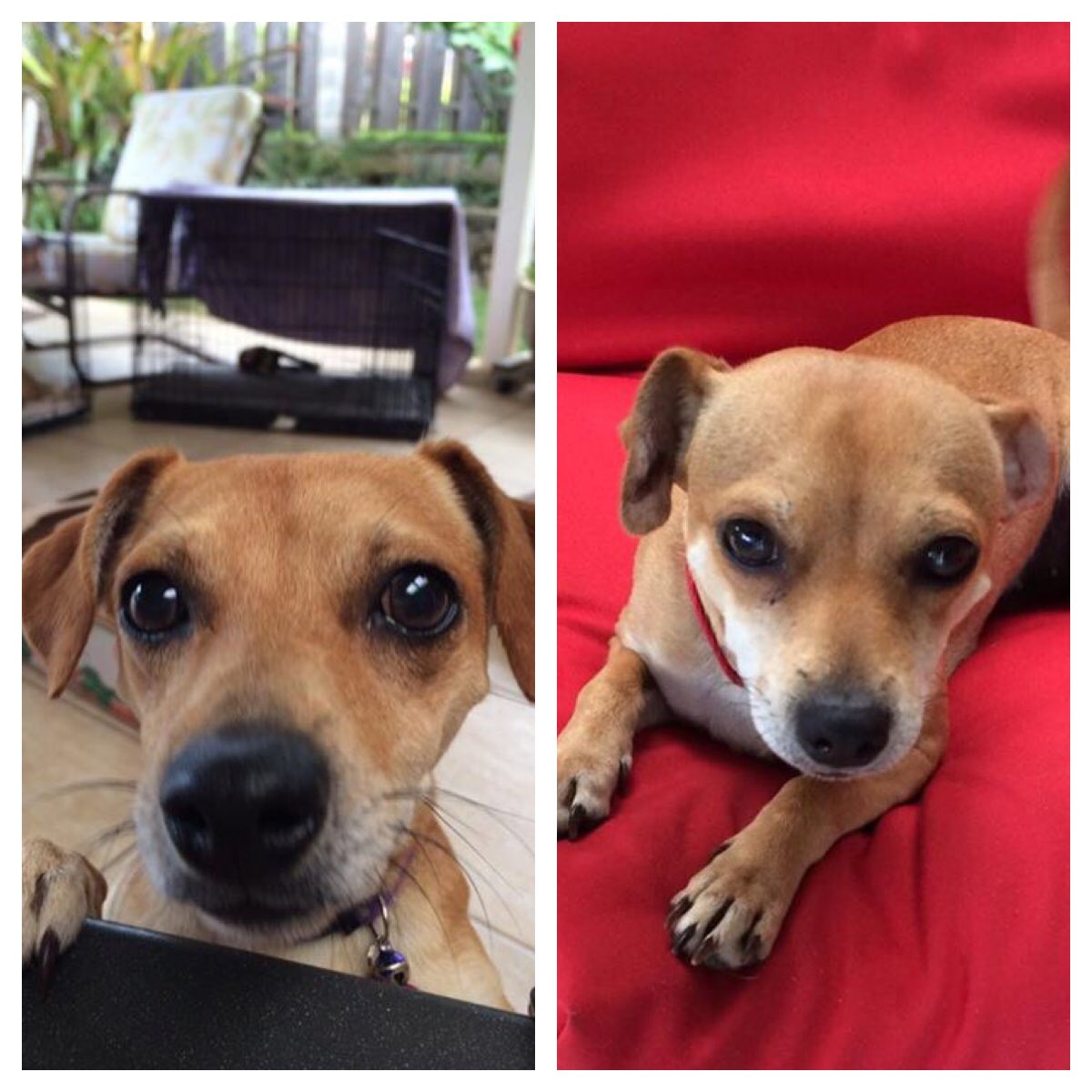 HIDogFoundation's tweet photo. Penny and Zoey came back from their sleepover and are ready to meet some new humans! #belly scratch #foreverhome https://t.co/040E3C32ZG