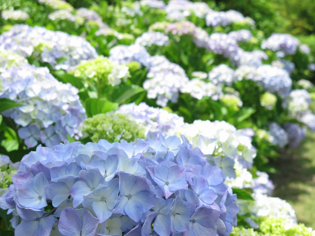 叶鈴 又猫 山寺 風雅の国では紫陽花が見ごろを迎えていました 立石寺では松尾芭蕉の 閑さや岩にしみ入る蝉の声 に詠まれたニイニイゼミの声が程よい感じに鳴いています 山形 山寺 紫陽花 あじさい 山形県 山形市