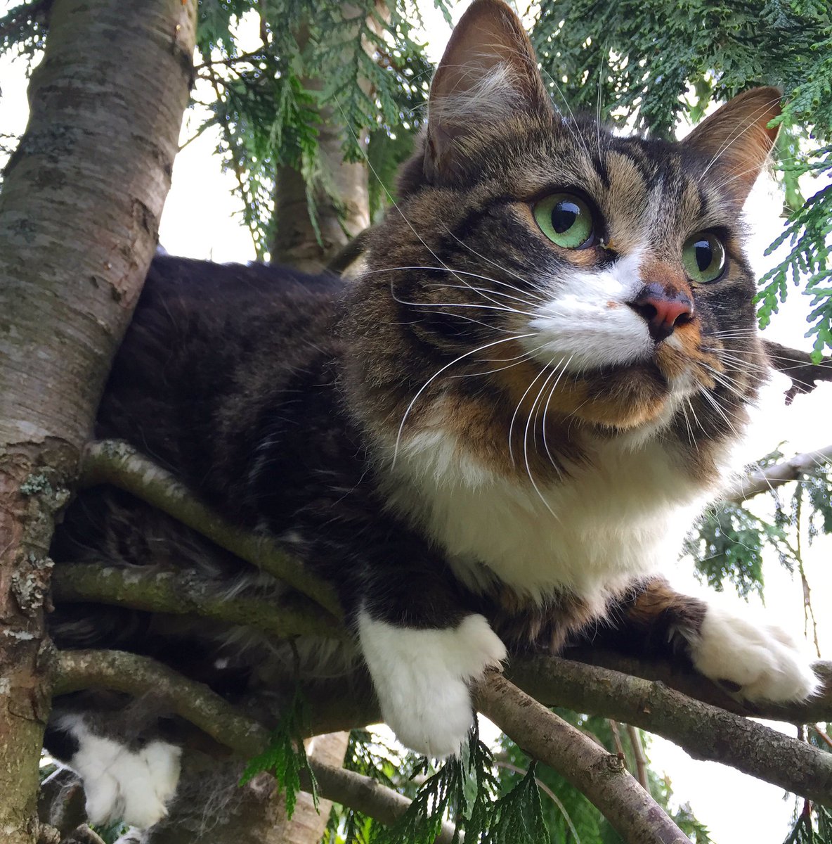 canopy cat rescue canopycatrescue twitter