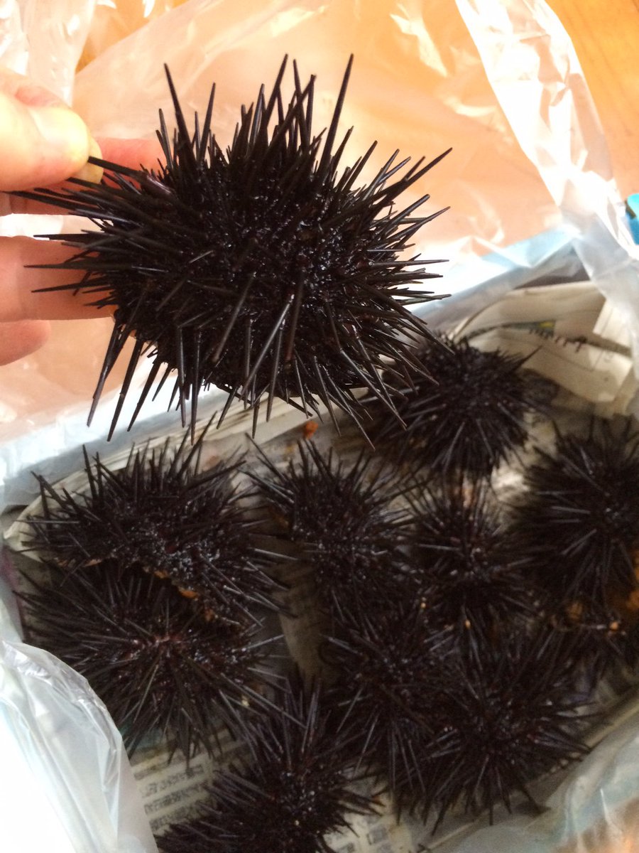 katsu815's tweet photo. 石巻市小竹浜の実家からウニきた！トゲトゲ！食べるぞ！わっしょい！ https://t.co/0WOUfF6Fna