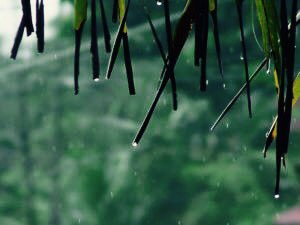 MaliniMenon's tweet photo. Headed into the monsoons tonight #GodsOwnCountry #EmeraldState. Cannot wait to breathe in the scent of home #happy https://t.co/Dxy3PkAmEp