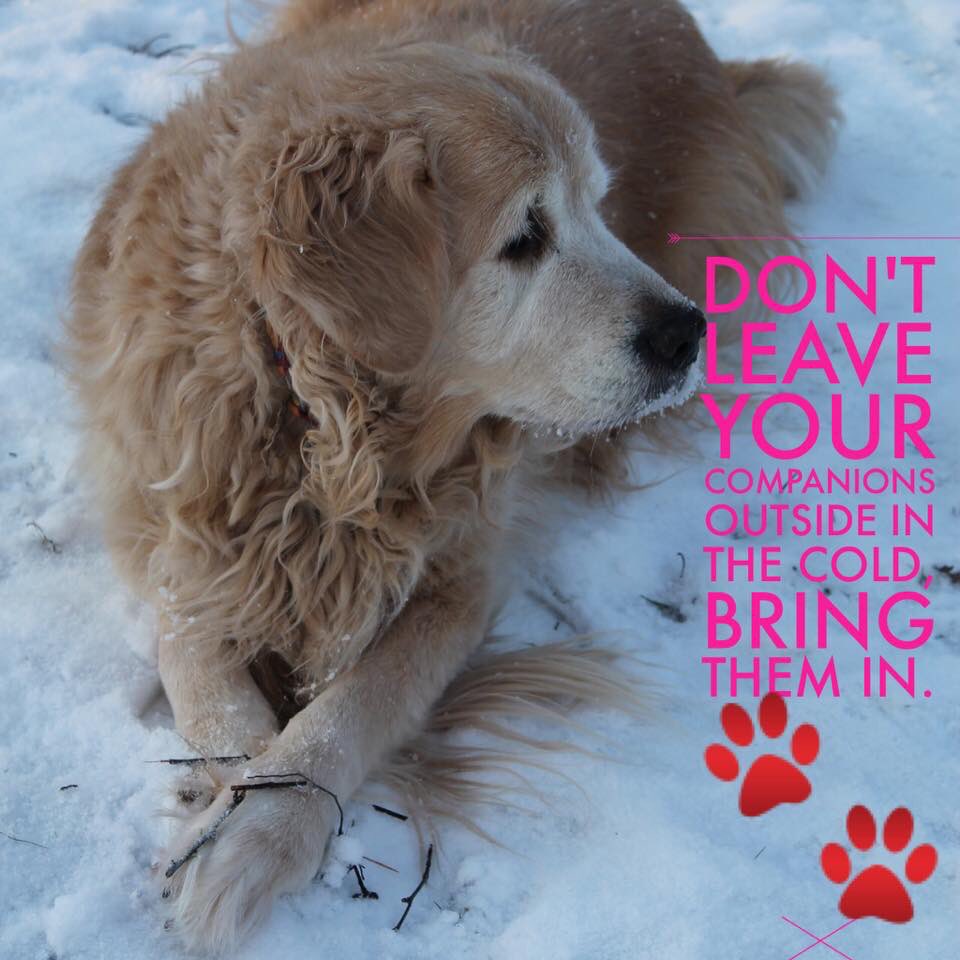 BFRescue's tweet photo. #dogs #pets https://t.co/iDpFCSyTUh