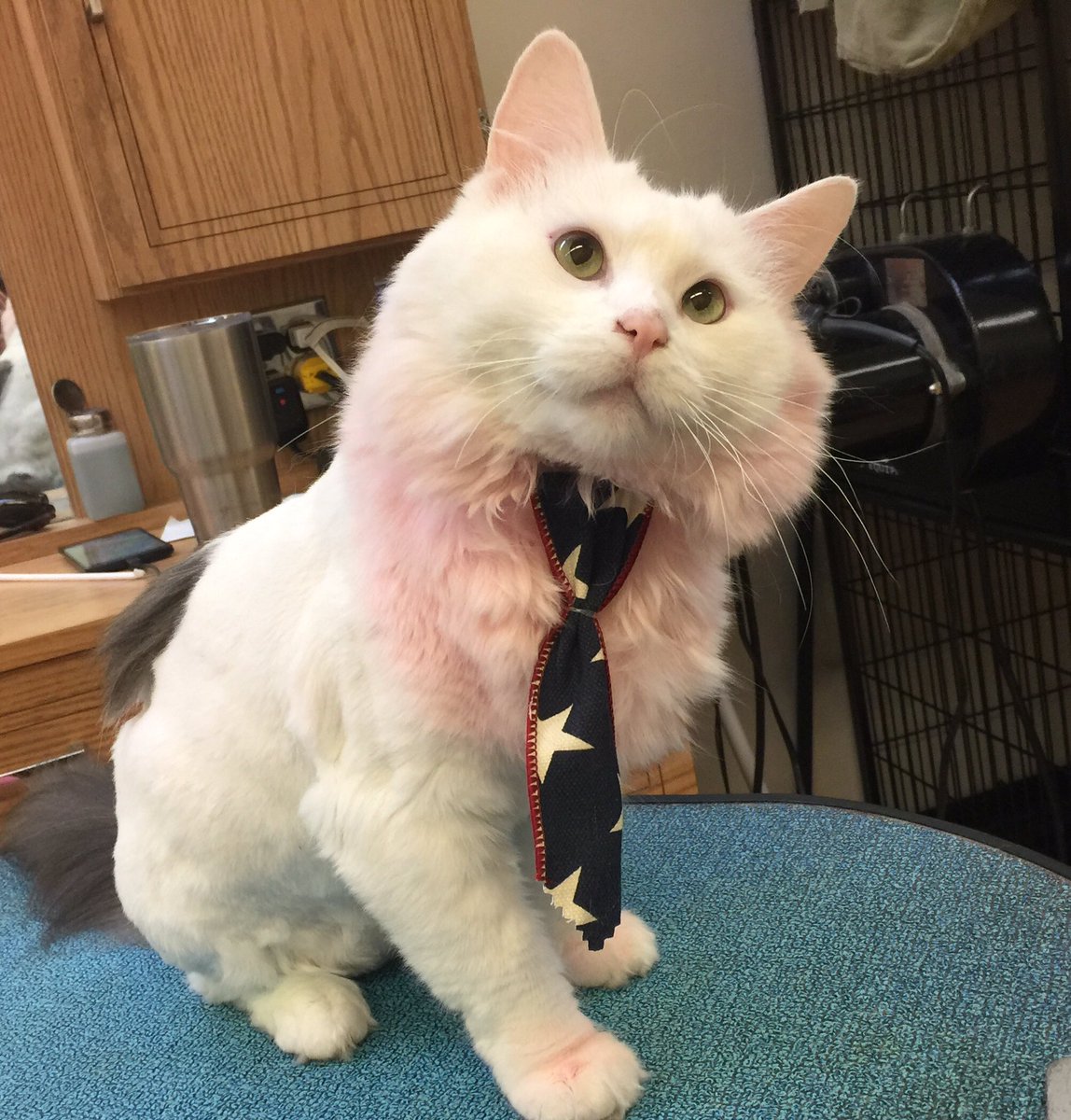 LennyTheCatBoss's tweet photo. Happy 4th of July weekend everyone! Especially my favorite groomer. Calie 😍 https://t.co/cmd9qyS3Nj
