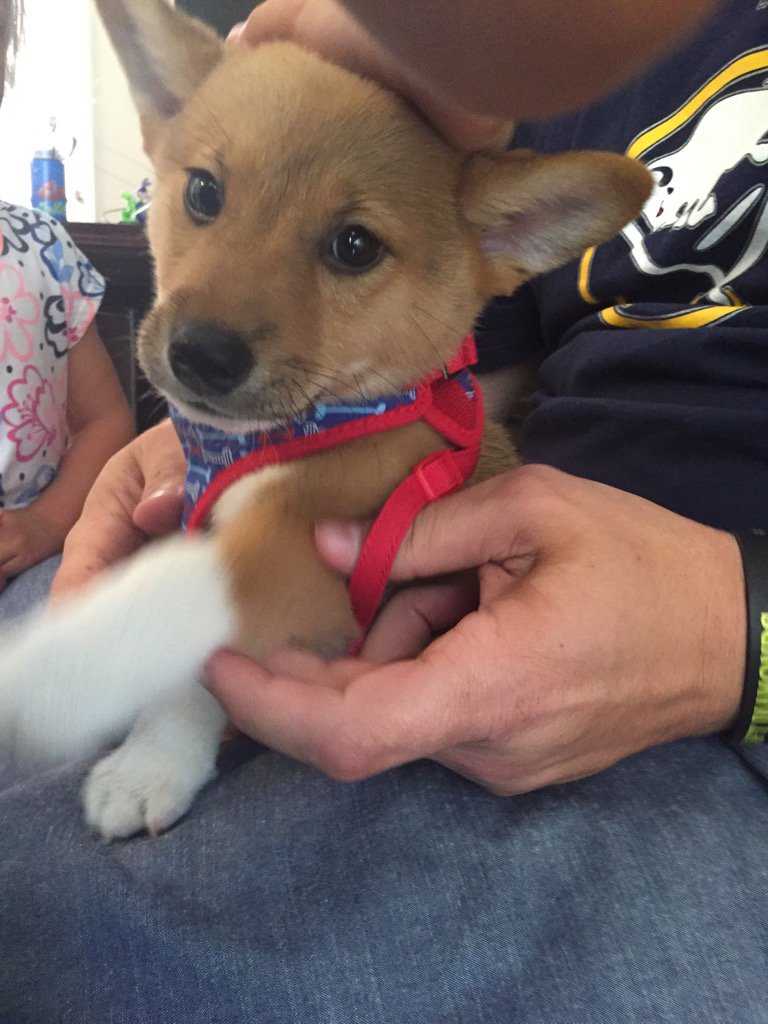 DraftDiamonds's tweet image. My new homie chillin with me #CorgiInu #Lenny