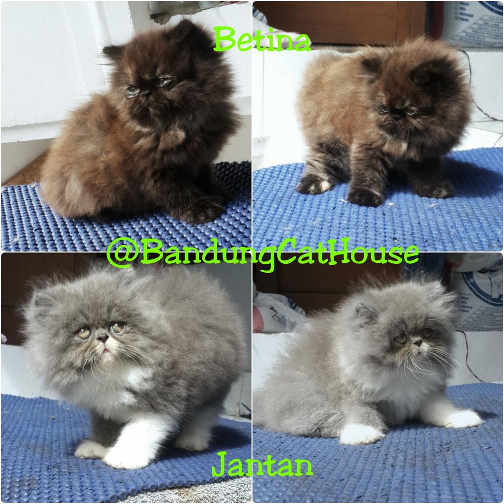 Tempat Jual Beli Kucing Di Jakarta - Seputar Tempat