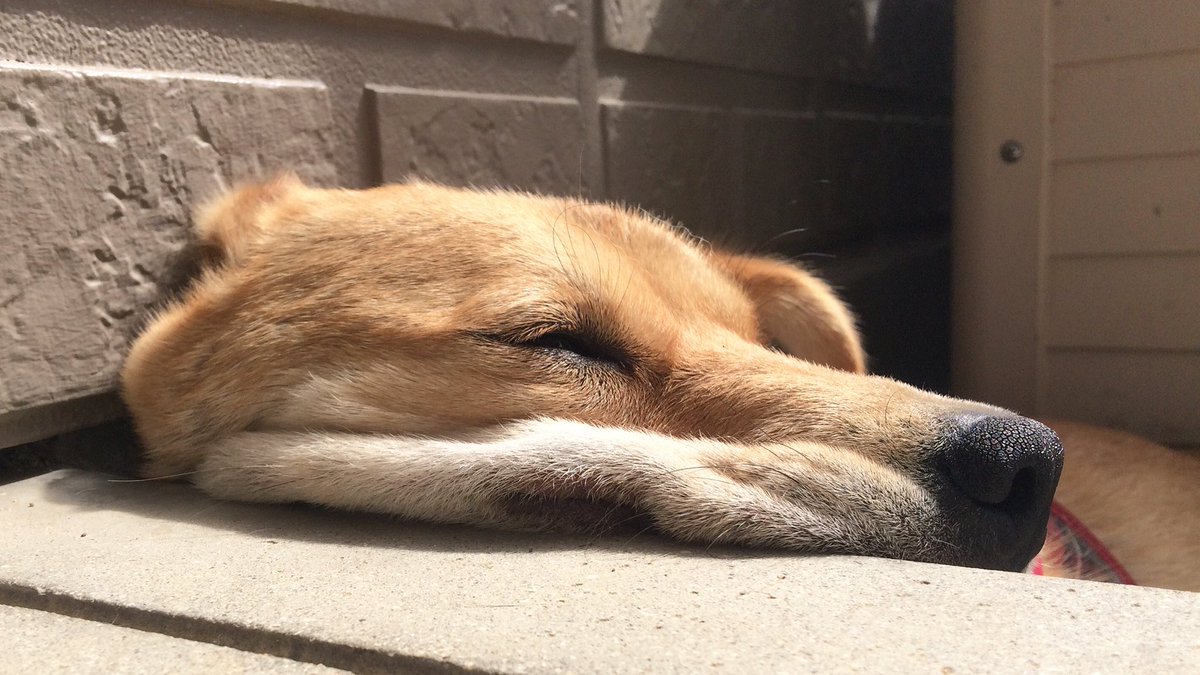 ট ইট র がくこ 速報 暑さにより 各地の犬がとろける現象が発生しています